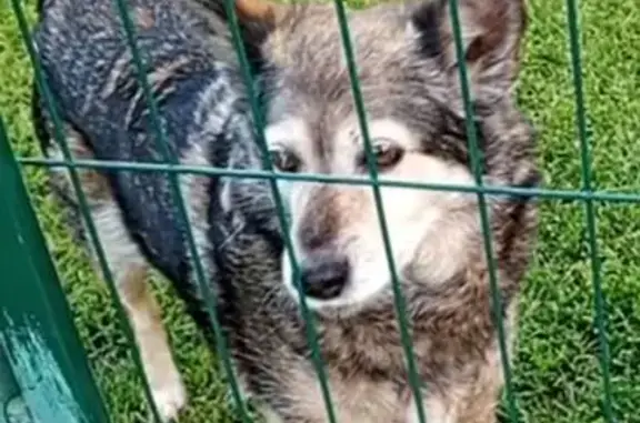 Пропала собака Девочка, Щекино (Тульская обл.) (rl1160556) - photo