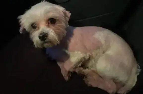 Найдена собака, Тула, фото: Найдена собака, мужской пол, площадь Победы, Тула