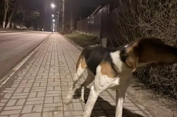 Найденные животные Козельск, фото: Найден собака, мужской пол, улица Чкалова, Козельск - худая гончая в ошейнике