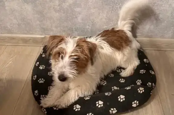 Собаки потеряшки, Красноярск, фото: Потеряшка собака, Качинская улица, Красноярск