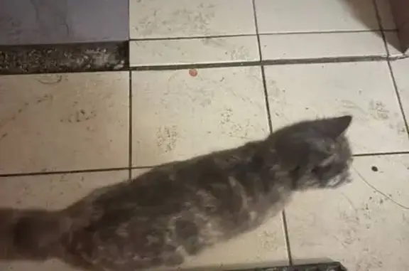 Найденные животные Пенза, фото: Найдена кошка, улица Куйбышева, 34Б, Пенза - ласковая и ухоженная