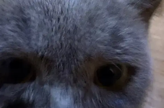 Найденные животные Пенза, фото: Найдена кошка, улица Рахманинова, 14, городской округ Пенза