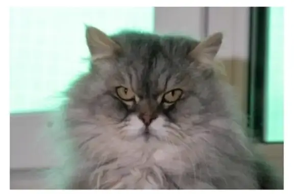 Найден кот, улица Маршала Рыбалко, Москва - серый окрас - photo