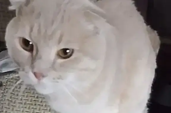 Пропала кошка, улица Крылова, Муром - photo