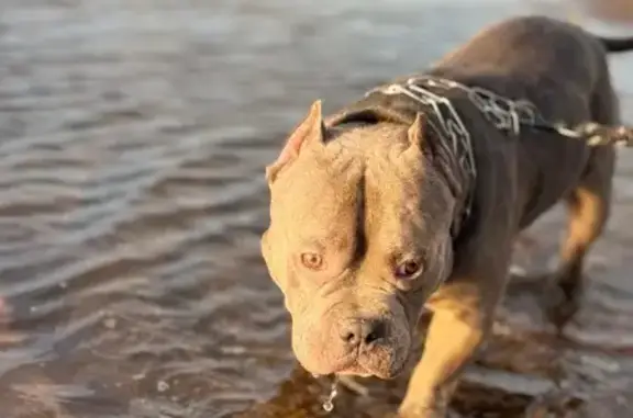 Потерянные животные Краснозатонский, фото: Пропал собака, 87К-001, Краснозатонский - серый с белой грудью