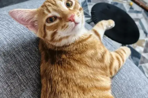 Пропал кот, улица Калинина, 28, Щучье - рыжий и кастрированный - photo