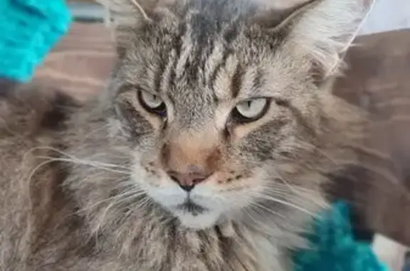 Пропал кот, Горячий Ключ - photo