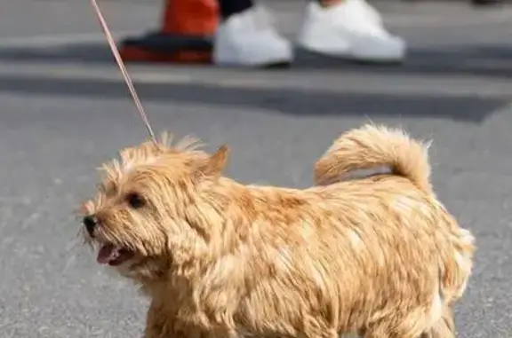 Пропала собака, Первомайское сельское поселение, Первомайское - норвич-терьер, рыжая - photo
