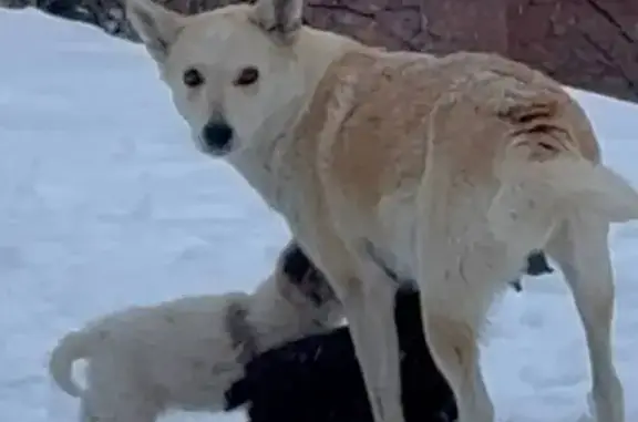 Пропала собака, улица Гусельское Займище, Саратовская область - photo