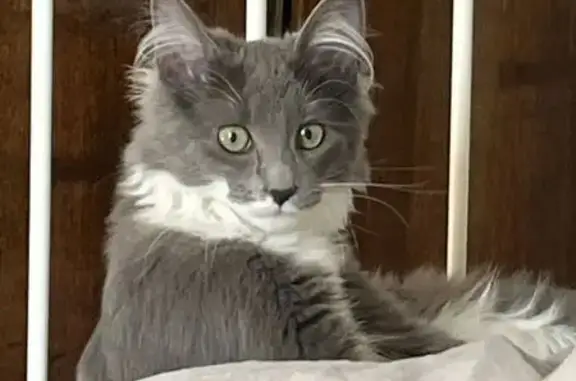 Кошки потеряшки, Сусанино, фото: Потеряшка кошка, 7-я линия, 26, Сусанино - молодая, серый окрас