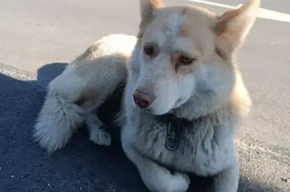 Найденные животные Лодейнопольское, фото: Найдена собака, Лодейнопольское (rf1160559)