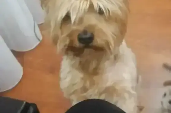 Пропала собака, женская, порода йорки, 22, Элиста - photo