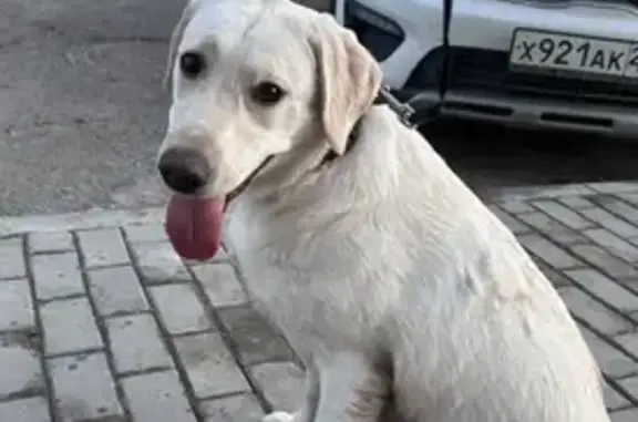 Найдена собака, Николо-Урюпино, фото: Найдена собака, улица Сергея Жадобкина, Николо-Урюпино - девочка лабрадор 8 месяцев