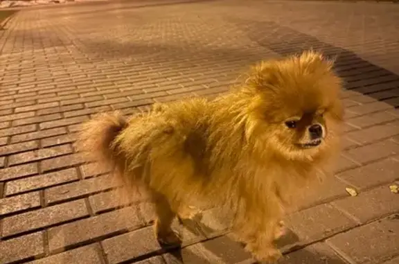 Найдена собака, Москва, фото: Найдена собака, улица Свободы, Москва