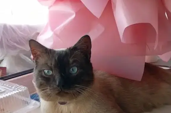 Пропала кошка, Мичуринская улица, 70, городской округ Тамбов - photo