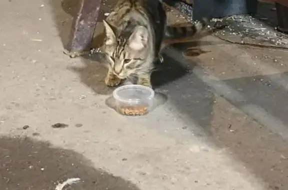 Найдена кошка, Москва, фото: Найдена кошка, улица Маршала Катукова, 11 к2, Москва