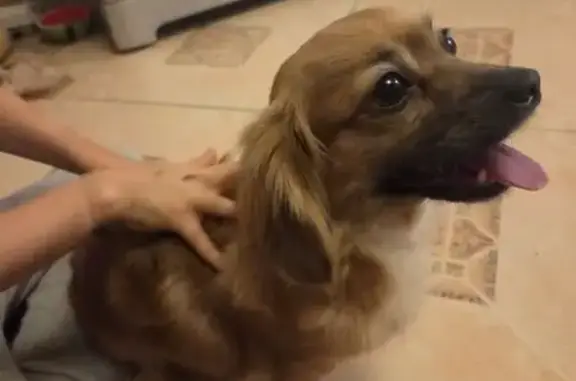 Собачка бегала ,искала хозяина на ул. Красноармейская, рядом с парком Ривьера.