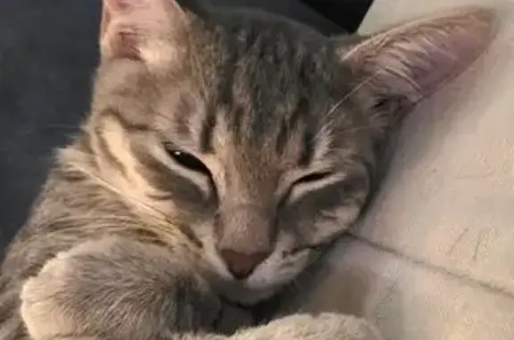 Пропала кошка, проспект Просвещения, 70 к1, Санкт-Петербург - photo