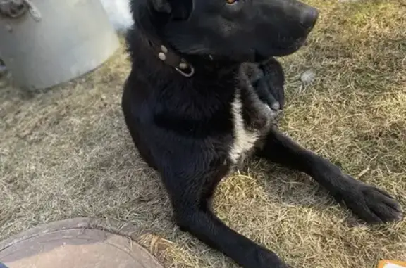 Найдена собака, Томилино, фото: Найдена собака, улица Серафимовича, 4, Томилино - черная с белым пятном