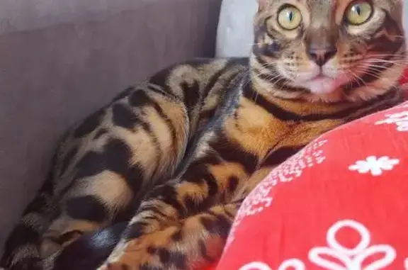 Пропала кошка, улица Евгении Жигуленко, 30/6, Краснодар - photo