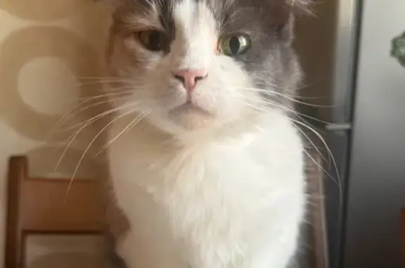 Кошки потеряшки, Островцы, фото: Потеряшка кошка Девочка, Островцы (rl1160606)