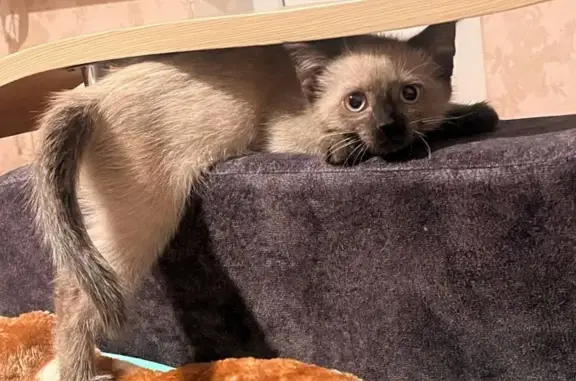 Пропала кошка, улица им. газеты «Правда», 13, Магнитогорск - photo