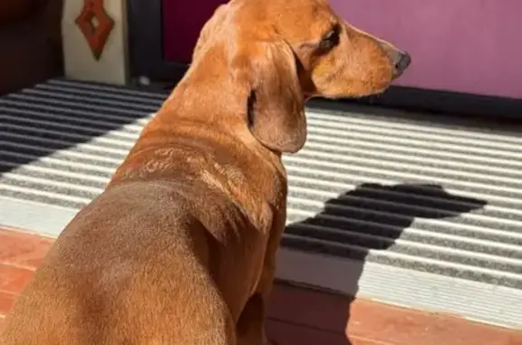 Пропала собака, улица Геодезистов, 3, Домодедово - photo