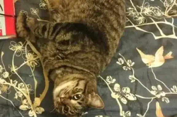 Кошки потеряшки, Обнинск, фото: Потеряшка кот, проспект Ленина, 12/4, Обнинск - добрый, но пугливый