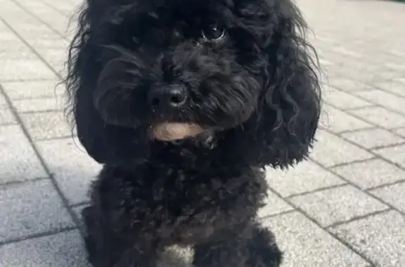 Пропала собака, улица Рождественская Набережная, 41, Краснодар - photo