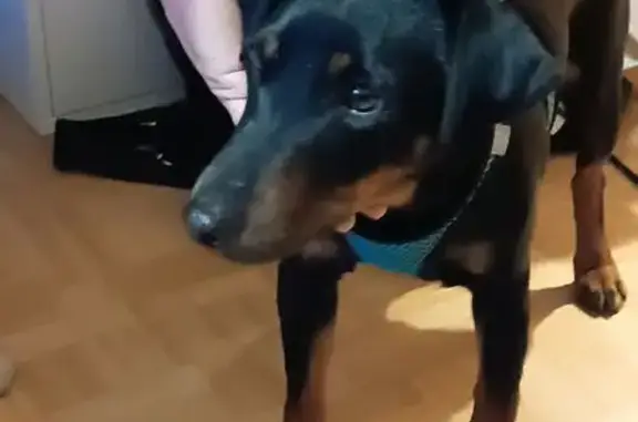 Найдена собака, Ивняковское сельское поселение, фото: Найдена собака, 78Н-0902, Сабельницы, Ивняковское сельское поселение - похожа на цвергпинчера