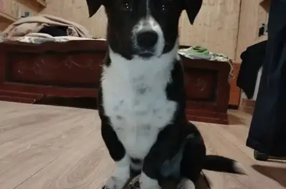 Пропала собака, 1-я Пушкарная улица, 64Н, Курск - photo