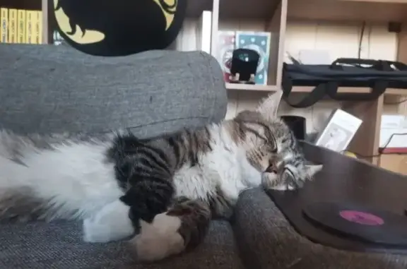 Найдена кошка, Химки, фото: Найден кот, Химки, Московская область - белая полоса на носу