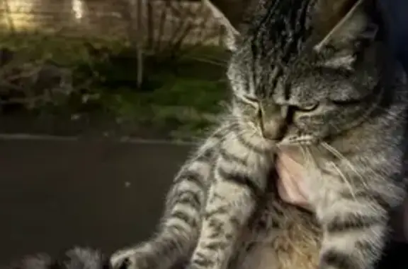 Объявления о пропавших и найденных животных, Ростов-на-Дону, фото: Найдена кошка, улица Содружества, 92 к1, Ростов-на-Дону - с зеленым ошейником