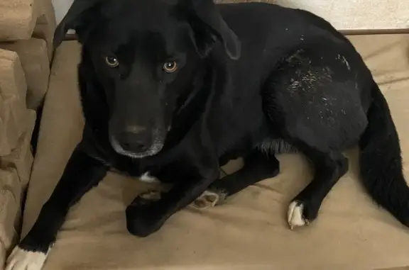 Пропала собака, 1-я Строительная улица, 14, Кабицыно - photo