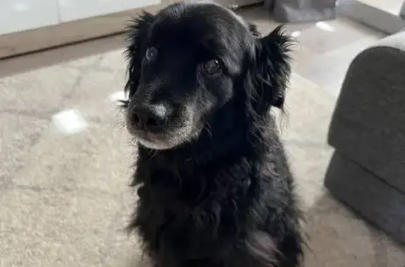 Пропала собака, улица Сергея Есенина, Нижний Новгород - photo