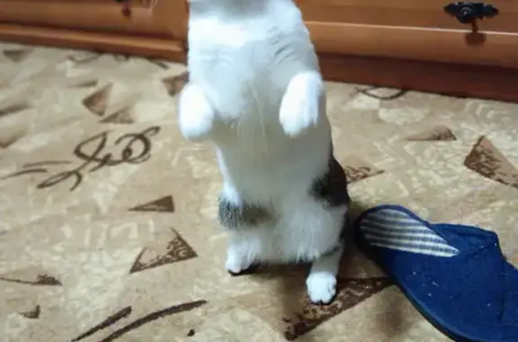 Пропал кот, переулок Милиции, Иваново - серо-белый, пугливый - photo