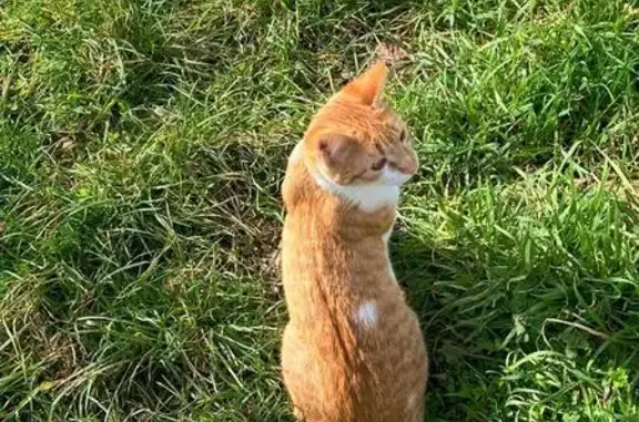 Пропала кошка, улица Свердлова, 2, Хадыженск - рыже-белая с белым пятнышком на спине - photo