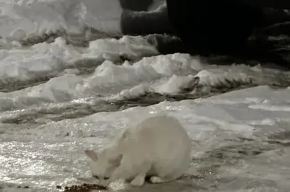 Найденные животные Петрозаводск, фото: Найдена кошка, улица Маршала Толбухина, 7, Петрозаводск - белая и пугливая