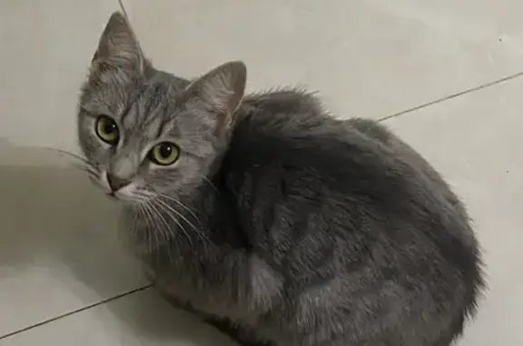 Найденные животные Хасавюрт, фото: Пропала кошка, Махачкалинское шоссе, 126А, Хасавюрт - серо-белая с зелёными глазами