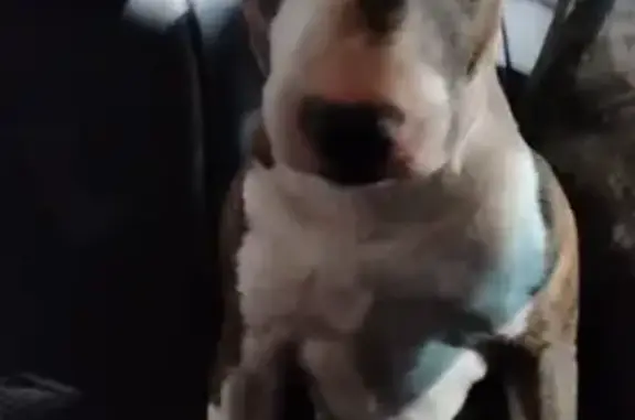 Найдена собака, Бронницы, фото: Найден собака, Советская улица, 7, Бронницы