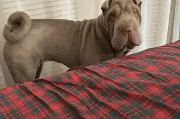 Пропала собака, улица Суворова, Ковров - лиловая, игривая - photo