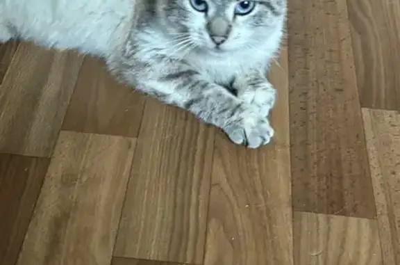 Объявления о пропавших и найденных животных, Воронеж, фото: Найдена кошка, Ленинский проспект, 8/1, Воронеж - очень красивая и ласковая