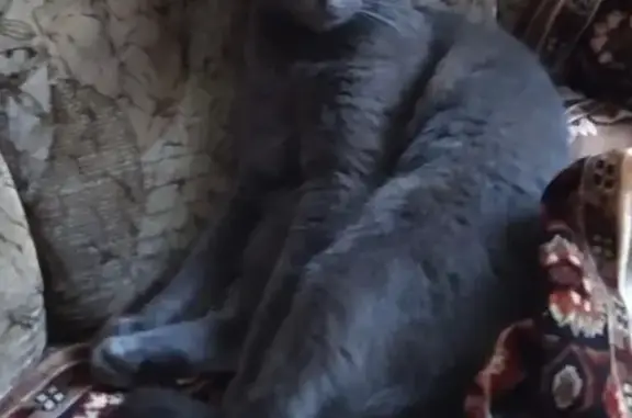 Пропала кошка, улица Миклухо-Маклая, 40, Калининград - серый окрас, жёлтые глаза - photo