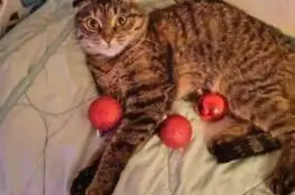 Пропала кошка, улица 1 Мая, 3А, Балашиха - шотландская веслоухая - photo