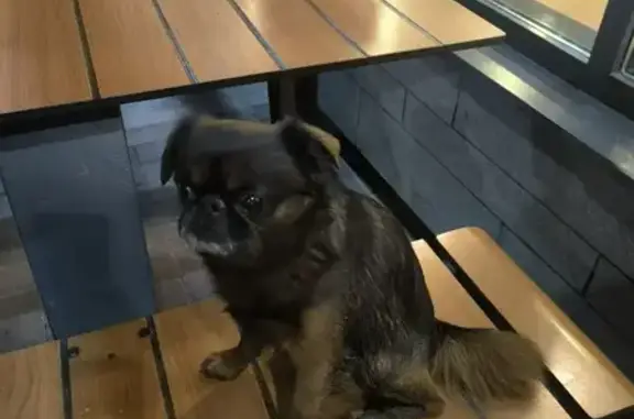 Объявления о пропавших и найденных животных, Чебоксары, фото: Найдена собака, проспект Тракторостроителей, Чебоксары