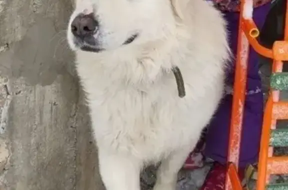 Пропал собака, Университетский проспект, Волгоград - большой белый пёс - photo