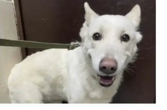 Найдена собака, женская, Сходненская улица, Москва - photo