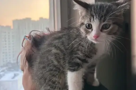 Пропала кошка, Белоусово - photo