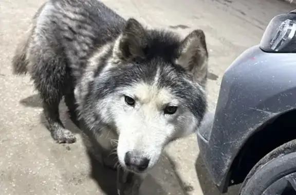 Найдена собака, Пенза, фото: Найден собака, проспект Победы, 75В, городской округ Пенза - кабель с ошейником