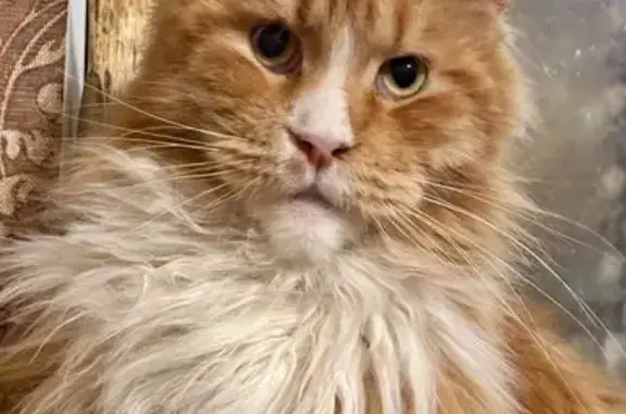 Пропала кошка, улица Дружбы, Тула - рыжий кот - photo